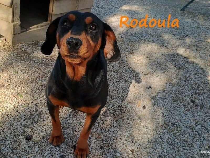 Rodoula geb. 01/2018 (GRC) - sehr ruhige und gelassene, süße und soziale Hündin!