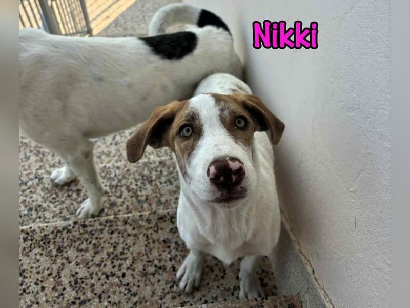 Nikki geb. 03/2025 (GRC) - verträgliche, süße Welpin! Nikki geb. 03/2025 (GRC) - verträgliche, süße Welpin!