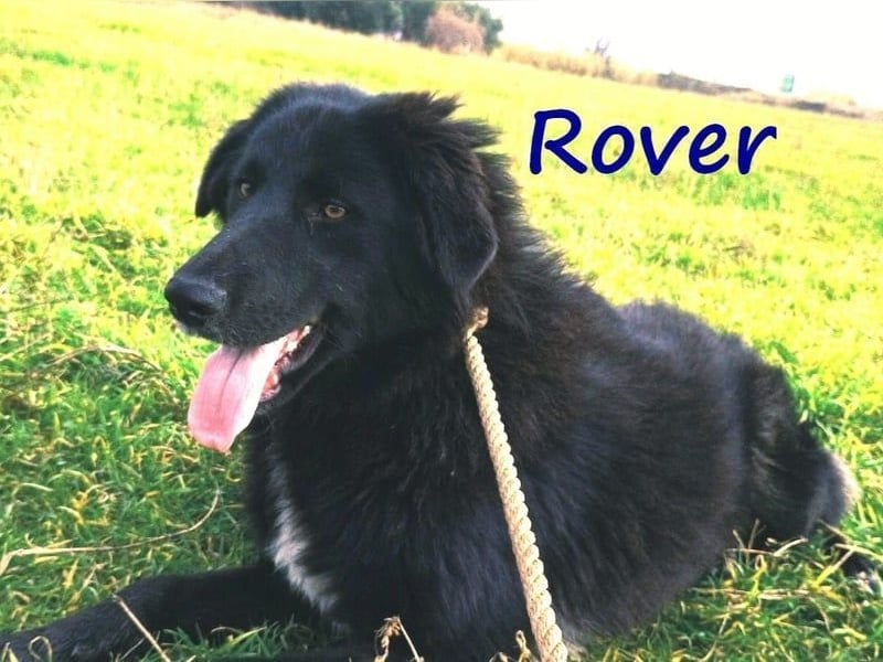 Rover geb. 04/2024 (GRC) - ruhiger, geselliger und liebenswerter Junghund!