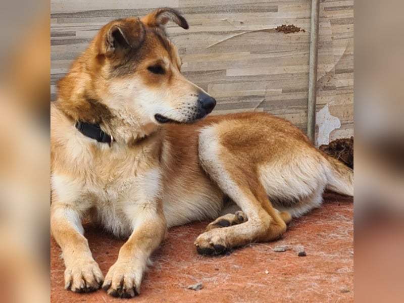 Santo geb. 02/2024 (ESP) - verspielter und lieber Rüde!