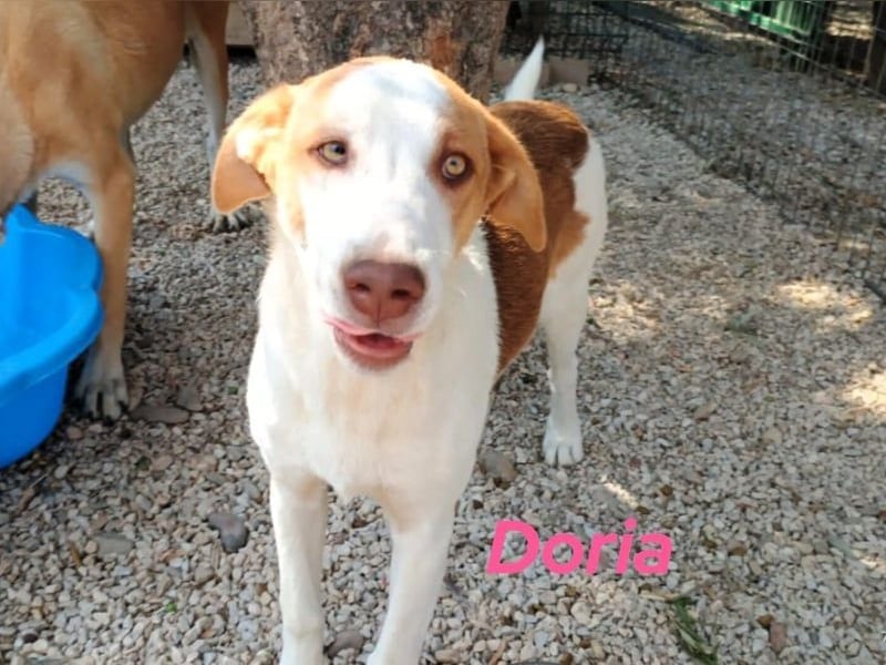 Doria geb. 12/2024 (GRC) - verspielte und verschmuste, kleine Welpin! Doria geb. 12/2024 (GRC) - verspielte und verschmuste, kleine Welpin!