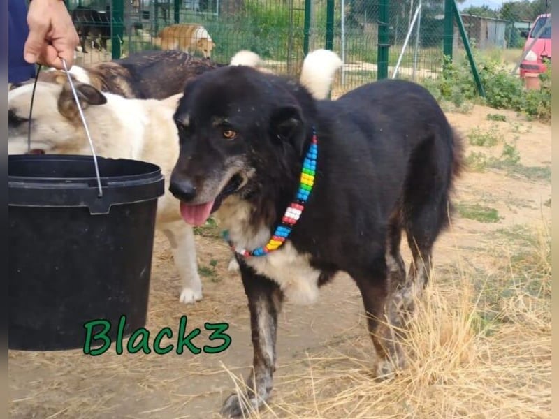 Black3♥️geb. 03/2019 (GRC) - sanfter, liebevoller und verschmuster Rüde!