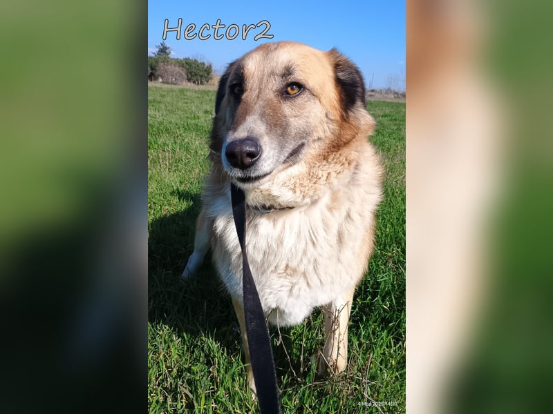 Hector2 geb. 08/2020 (GRC) - ruhiger und freundlicher Rüde wünscht sich eine liebe Familie!