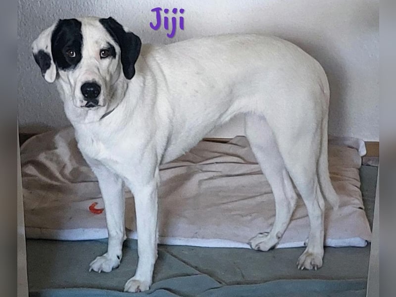 Jiji 07/2023 (in Deutschland) - ruhige und sanfte, wundervolle junge Hündin!