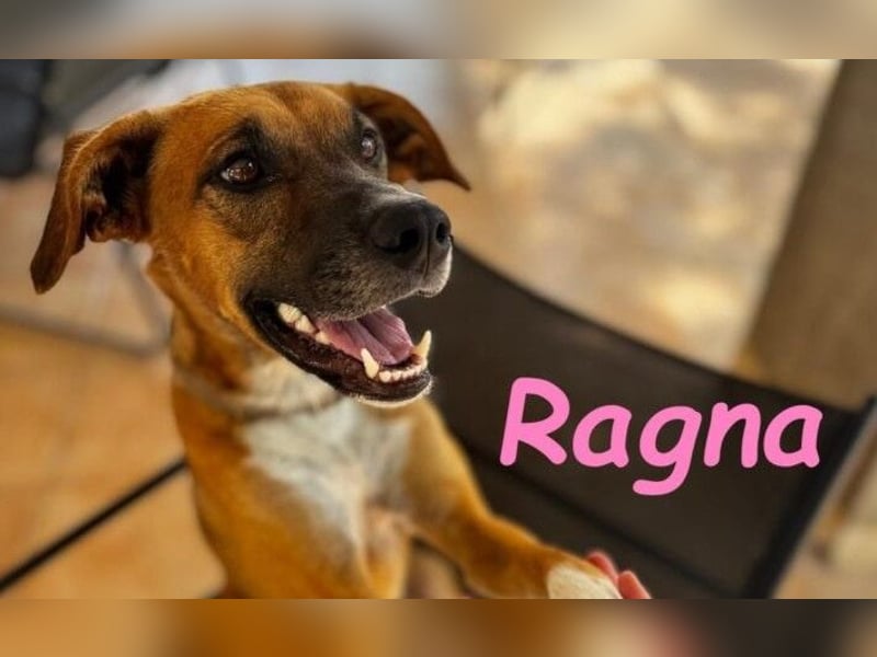 Ragna geb. 01/2025 (ESP) - gutgelaunte, freundliche Junghündin auf der Suche!