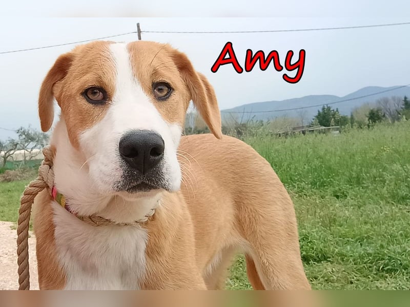 Amy geb. 11/2025 (GRC) - soziale + glückliche Maus sucht ihre eigene Familie!