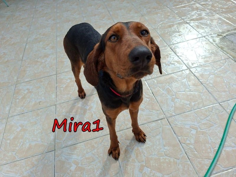 Mira1 geb. 08/2024 (GRC) - menschenbezogene Jagdhund-Mix Dame sucht ein Zuhause!