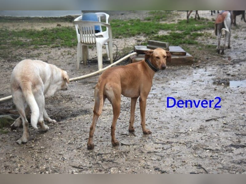 Denver2 geb. 02/2025 (ESP) - verspielter Viszla-Mix sucht Pflegestelle oder liebes Zuhause!