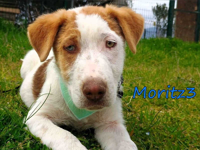 Moritz3 geb. 12/2025 (GRC) - freundlicher und verspielter Welpe sucht seine eigene Familie!