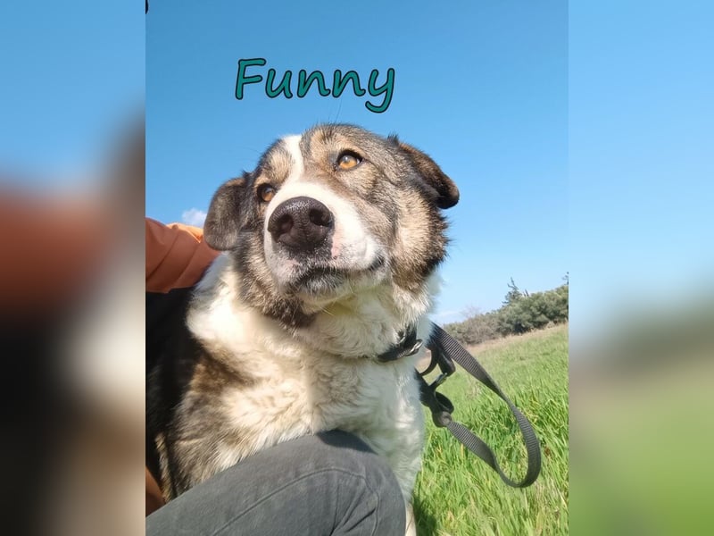 Funny geb. 08/2020 (GRC) Fröhliche und Menschenbezogene Hündin sucht ihr Glück