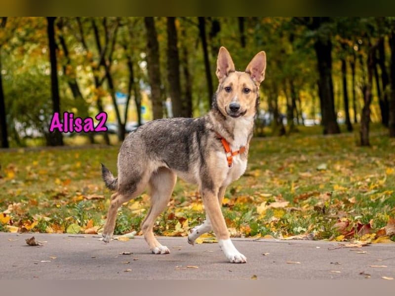 Alisa2 geb. 01/2022 (in Deutschland) - lebensfrohe und sensible Hündin!