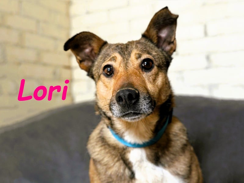 Lori geb. 01/2022 - treue, ruhige und unglaublich liebe Hündin!