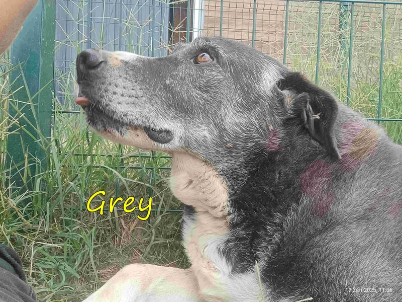 Grey geb. 11/2017 (GRC) - süßer und sensibler Opi mit einem großem Herz sucht ein warmes Zuhause!