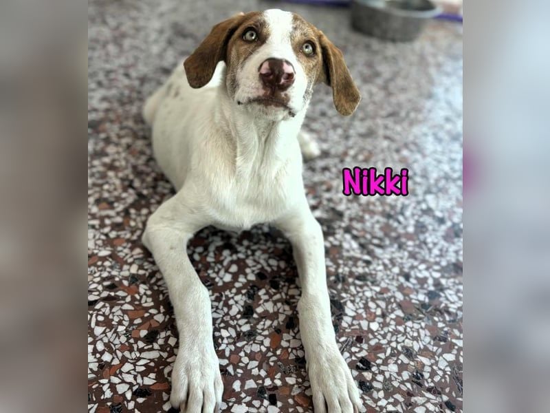 Nikki geb. 03/2025 (GRC) - verträgliche, süße Welpin! Nikki geb. 03/2025 (GRC) - verträgliche, süße Welpin!