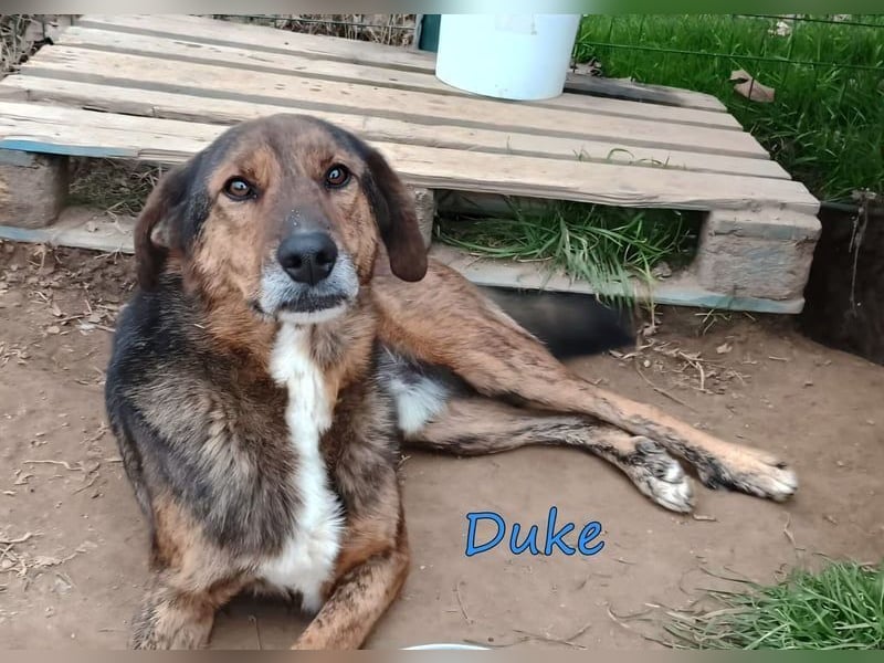 Duke geb. 02/2021 (GRC) - sensibler Rüde möchte endlich das Tierheim verlassen!