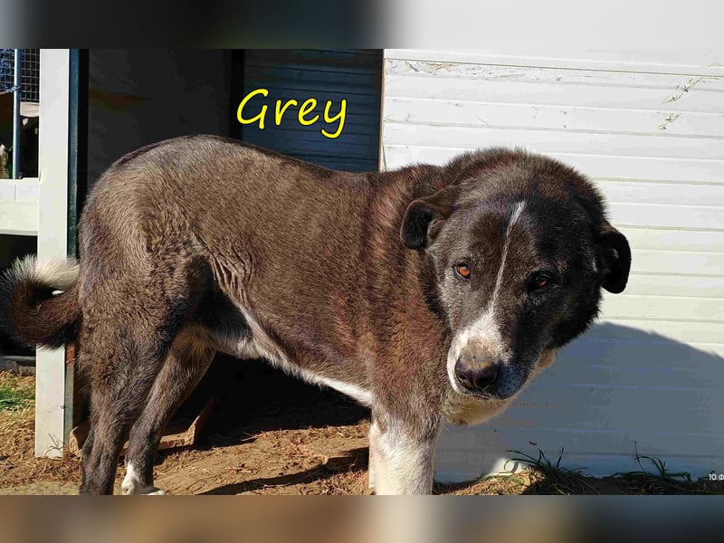 Grey geb. 11/2017 (GRC) - süßer und sensibler Opi mit einem großem Herz sucht ein warmes Zuhause!