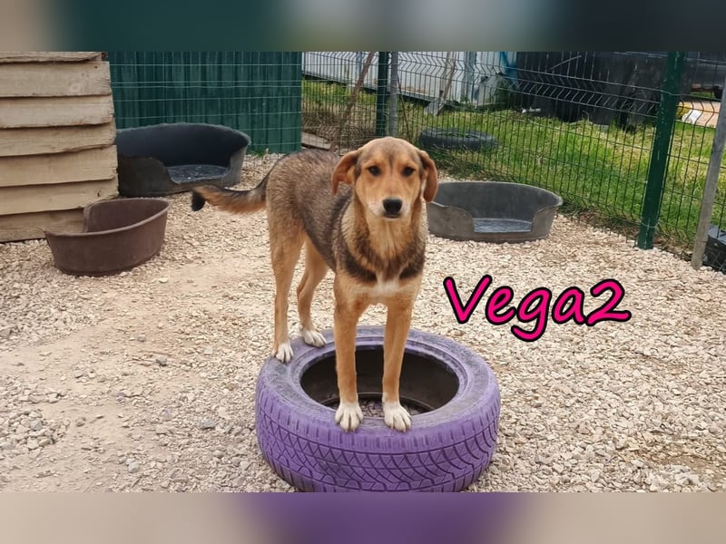 Vega2 geb. 08/2025 (GRC) - zärtliche und anhängliche Welpin!