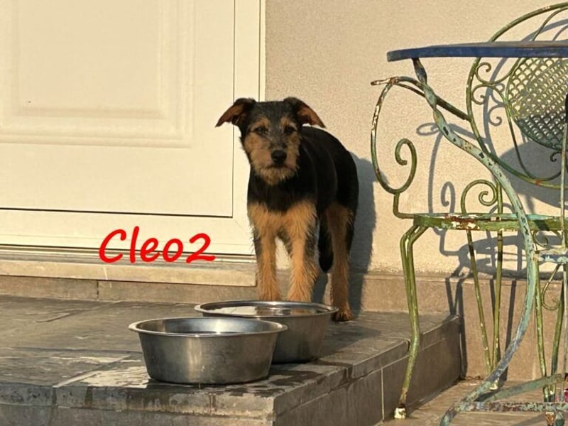 Cleo2 geb. 01/2025 (GRC) - freundliche Junghündin sucht ihr Körbchen oder Pflegestelle!