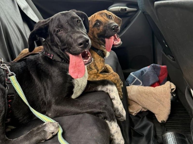 Benito1 geb. 05/2025 (ESP) - liebevoller, mutiger und loyaler Welpe!