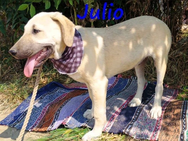 Julio geb. 12/2024 (GRC) - ausgeglichener und sozialer Welpe!