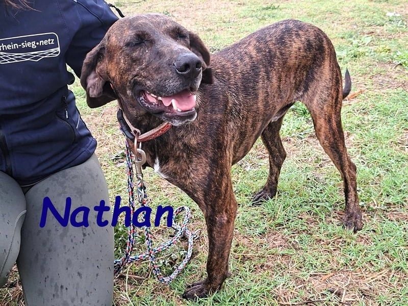 Nathan geb. 01/2022 (GRC) - verspielter, charmanter und wunderschöner Rüde!