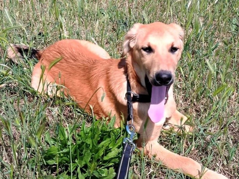 Petros3 geb. 12/2024 (GRC) - ausgeglichener, freundlicher und geselliger Welpe! Petros3 geb. 12/2024 (GRC) - ausgeglichener, freundlicher und geselliger Welpe!