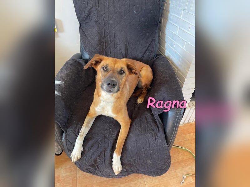Ragna geb. 01/2025 (ESP) - gutgelaunte, freundliche Junghündin auf der Suche!