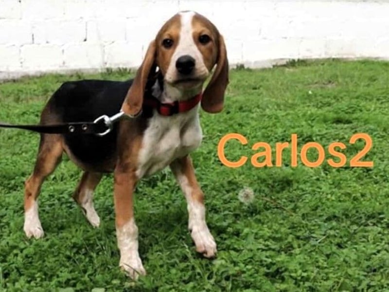 Carlos2 geb. 08/2025 (GRC) - neugieriger und aufgeschlossener, kleiner Welpe!