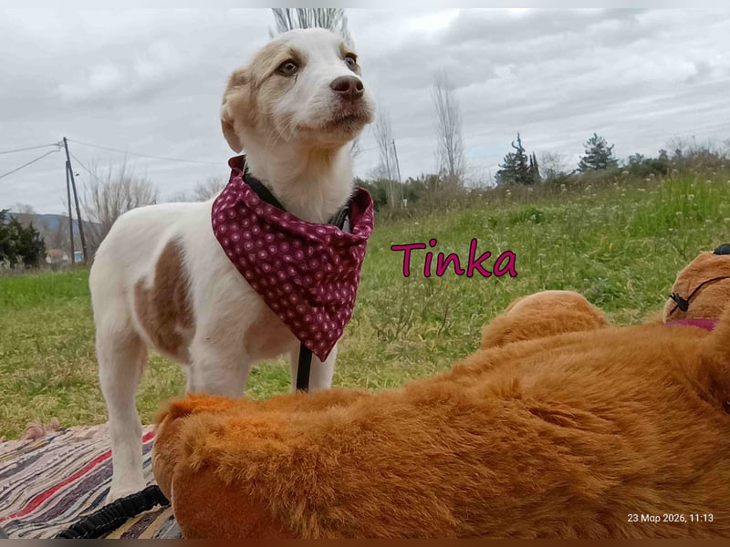 Tinka geb. 12/2025 (GRC) - fröhliches und verspieltes Hundebaby sucht ihren Platz im Leben!
