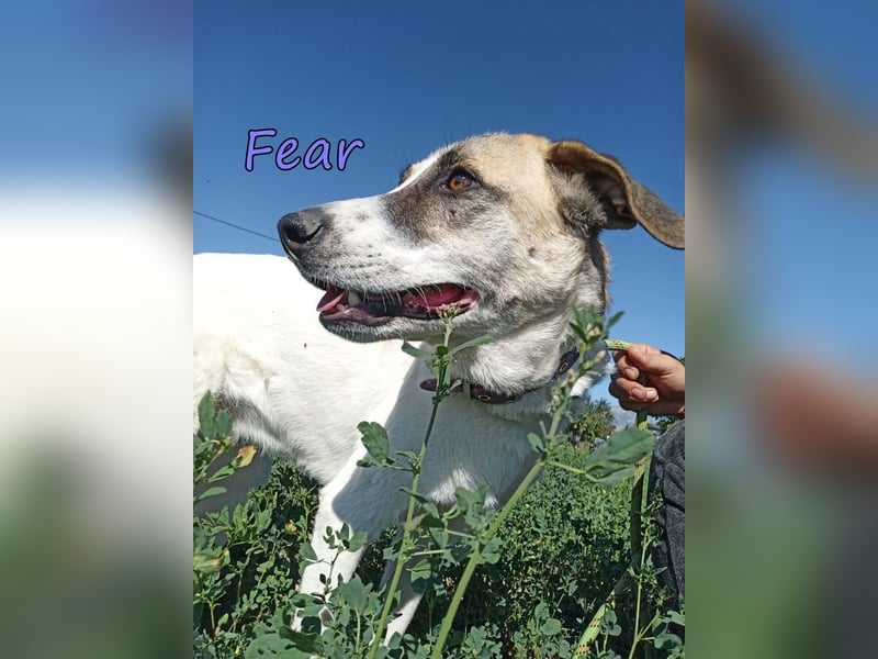 Fear geb. 09/2020 (GRC) Freundliche Hündin sucht Menschen mit Geduld und Liebe