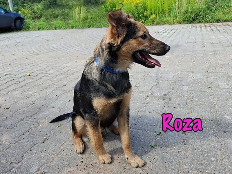 Roza geb. 01/2025 - sanfte und anhängliche, bezaubernde Welpin!