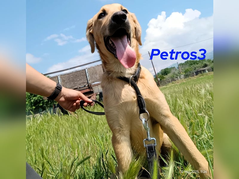 Petros3 geb. 12/2024 (GRC) - ausgeglichener, freundlicher und geselliger Junghund!