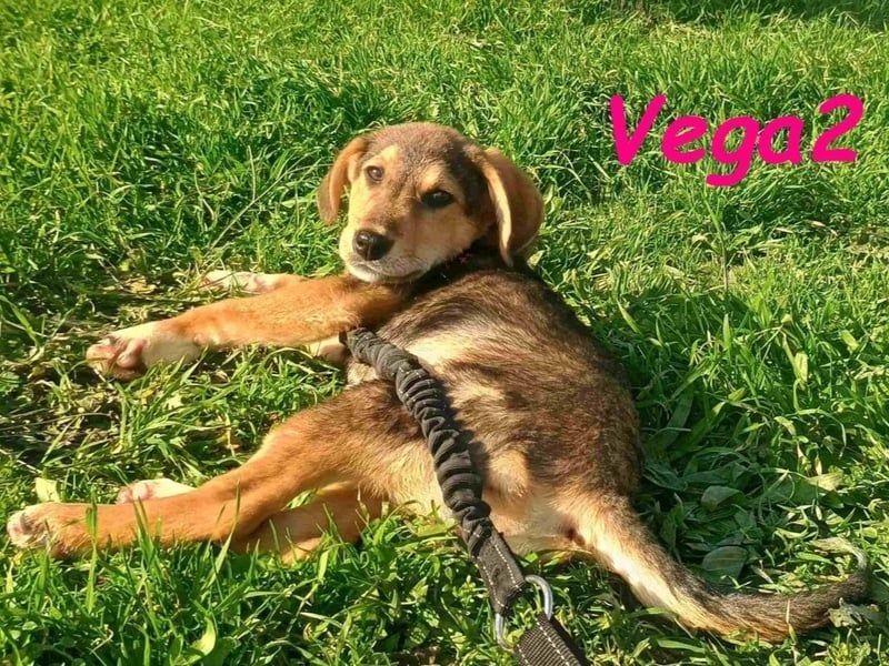 Vega2 geb. 08/2025 (GRC) - zärtliche und anhängliche Welpin!