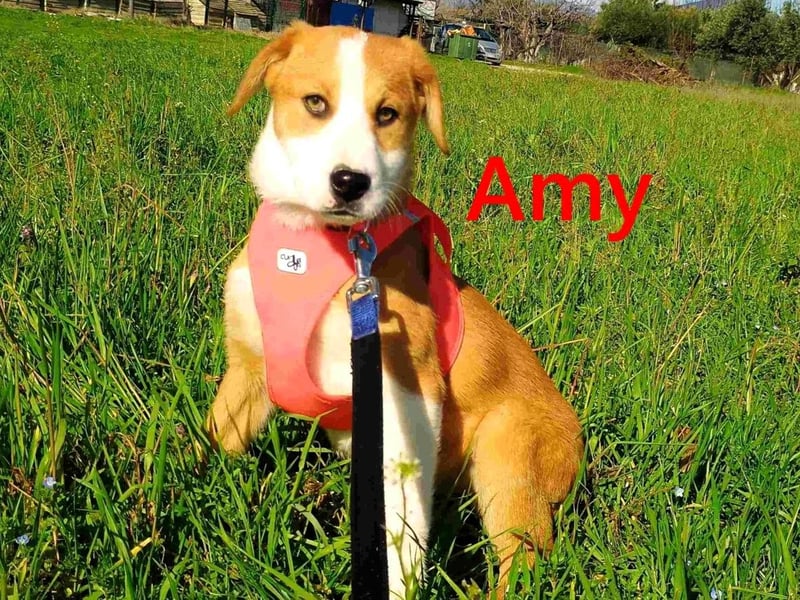 Amy geb. 11/2025 (GRC) - soziale + glückliche Maus sucht ihre eigene Familie!