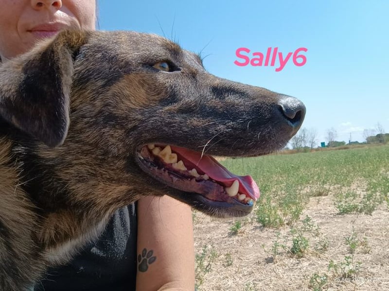 Sally6 geb. 12/2020 (GRC) - schüchterne Schönheit hat so viel mehr verdient!