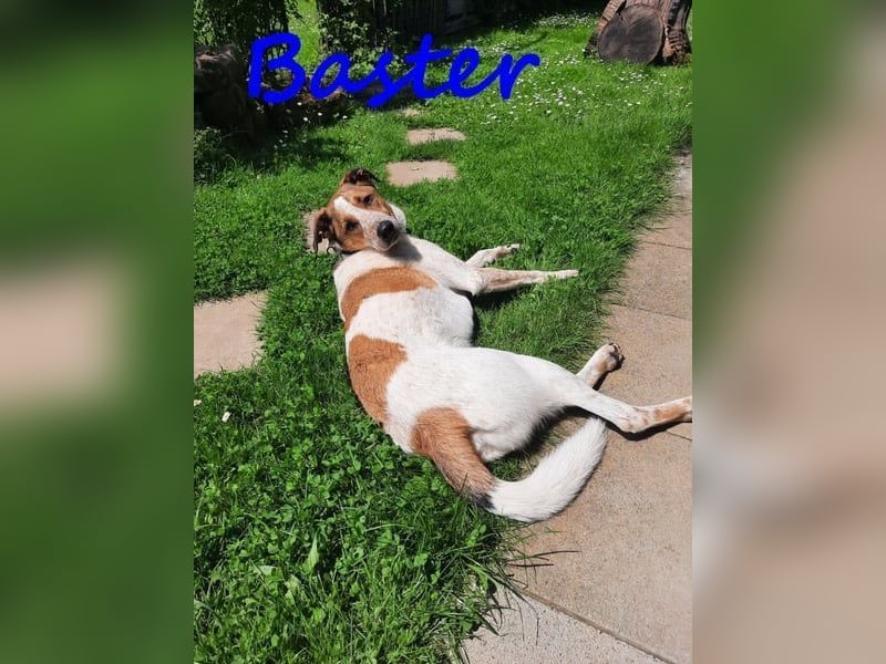 Baster geb. 10/2021 (in Deutschland) - sportlicher, verschmuster und aufmerksamer Rüde!