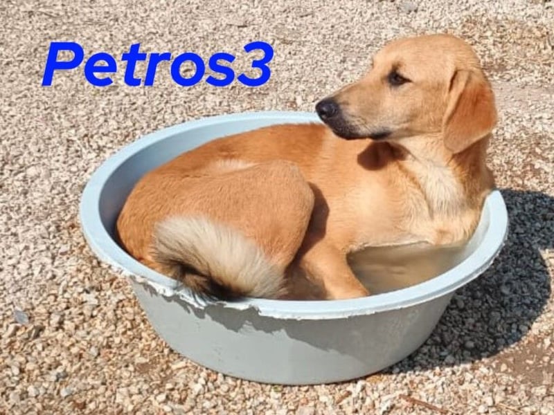 Petros3 geb. 12/2024 (GRC) - ausgeglichener, freundlicher und geselliger Junghund!