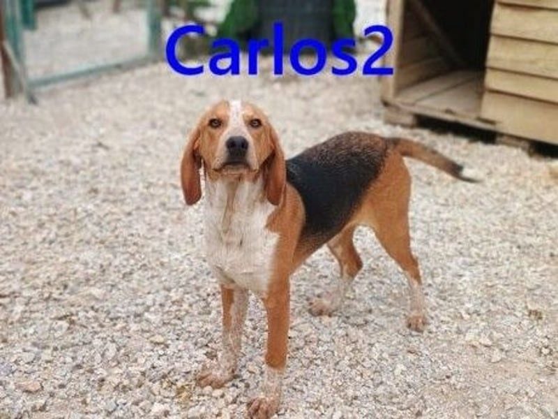 Carlos2 geb. 08/2025 (GRC) - neugieriger und aufgeschlossener, kleiner Welpe!