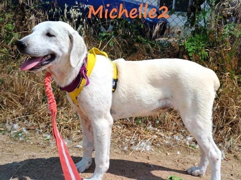 Michelle2 geb. 12/2024 (GRC) - gesellige und ruhige Welpin!