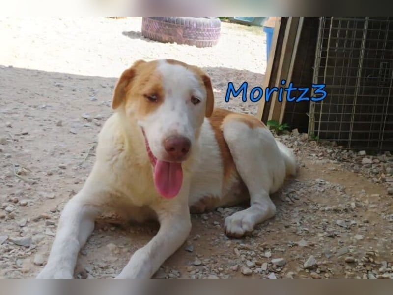 Moritz3 geb. 12/2025 (GRC) - freundlicher und verspielter Welpe sucht seine eigene Familie!