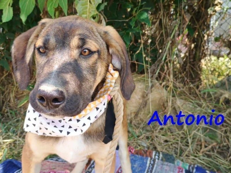 Antonio geb. 01/2025 (GRC) - freundlicher und kontaktfreudiger Welpe!