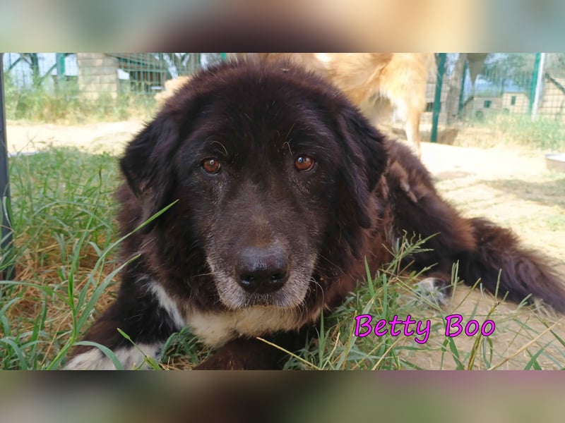 Betty Boo geb. 12/2014 (GRC) - sehr menschenbezogen ältere Dame sucht das Glück!