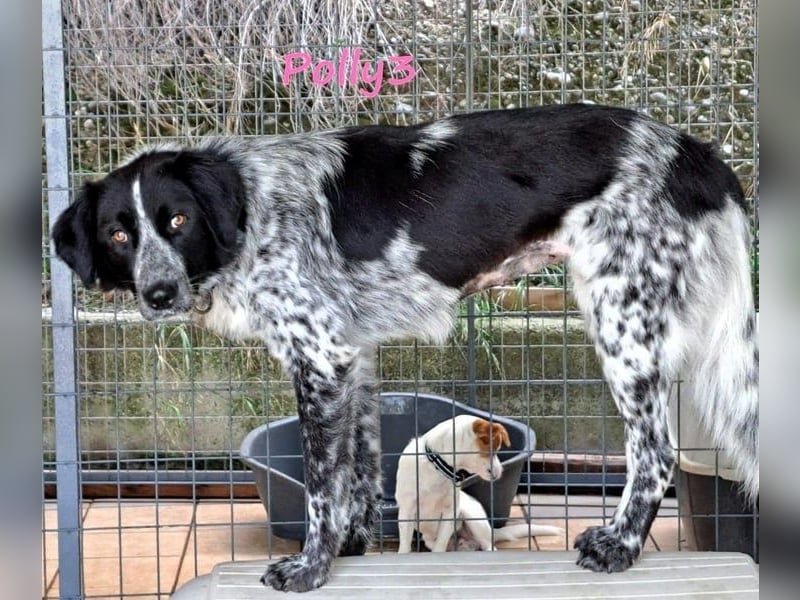 Polly3 geb. 05/2023 (GRC) - neugierige und freundliche, wunderschöne Hündin!