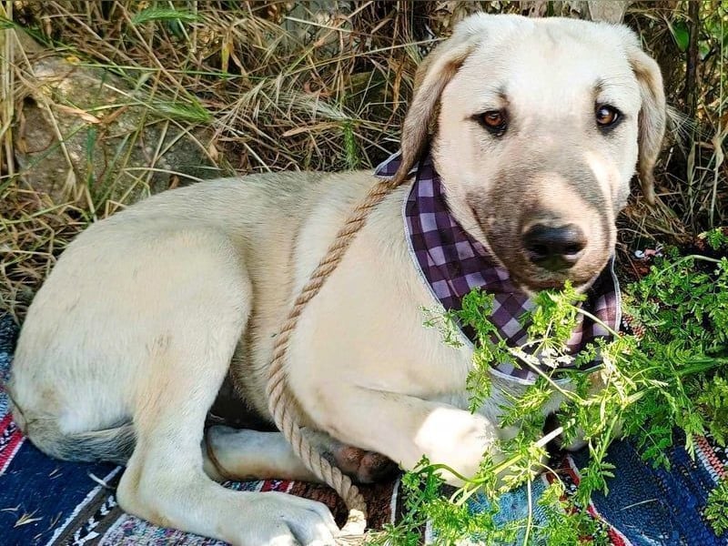 Julio geb. 12/2024 (GRC) - ausgeglichener und sozialer Junghund!