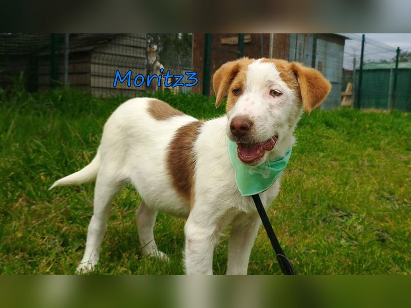 Moritz3 geb. 12/2025 (GRC) - freundlicher und verspielter Welpe sucht seine eigene Familie!