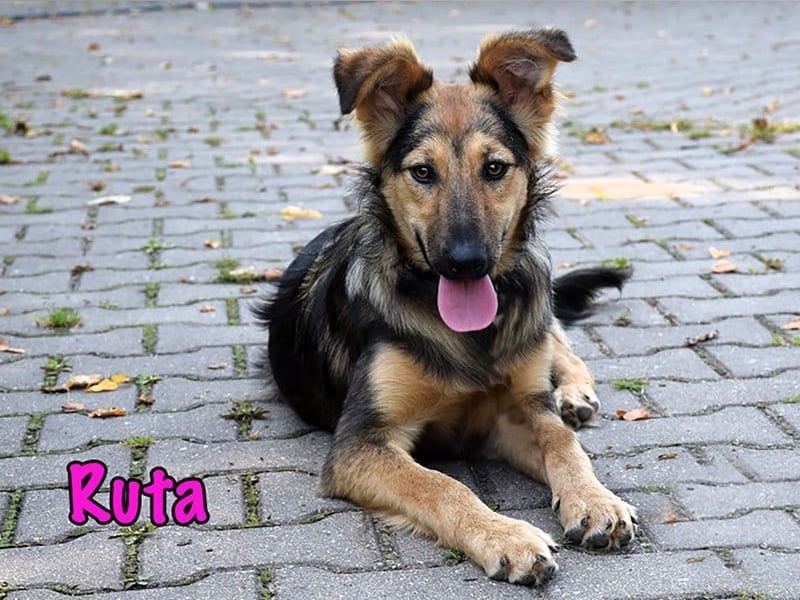 Ruta geb. 01/2025 - gehorsame und fröhliche, wunderschöne Welpin!