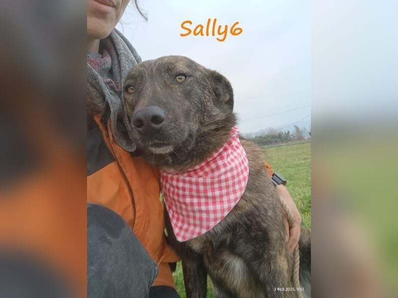 Sally6 geb. 2020 (GRC) - sanftmütige, ruhige und liebenswerte, wunderschöne Hündin!