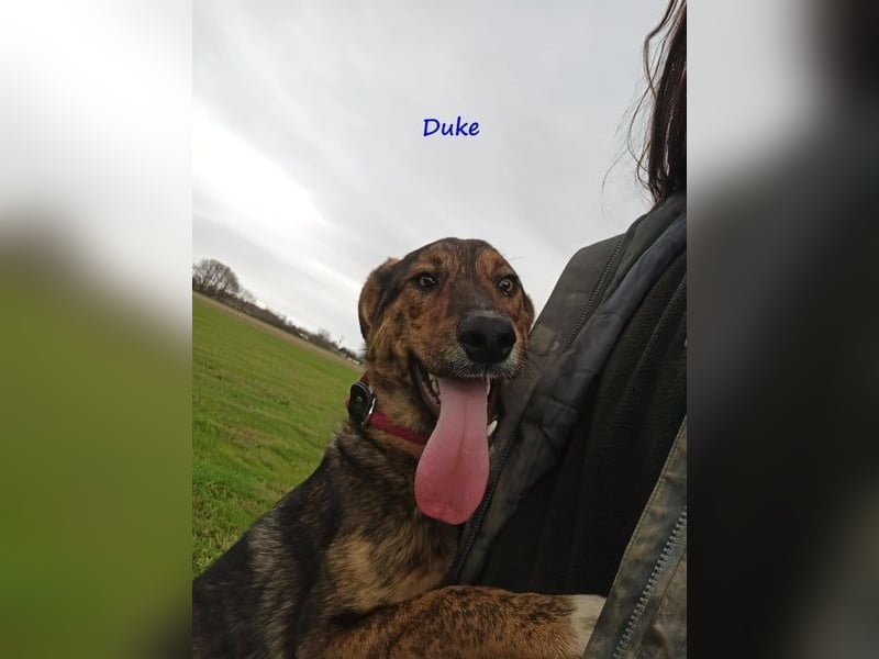 Duke geb. 02/2021 (GRC) - sensibler Rüde möchte endlich das Tierheim verlassen!