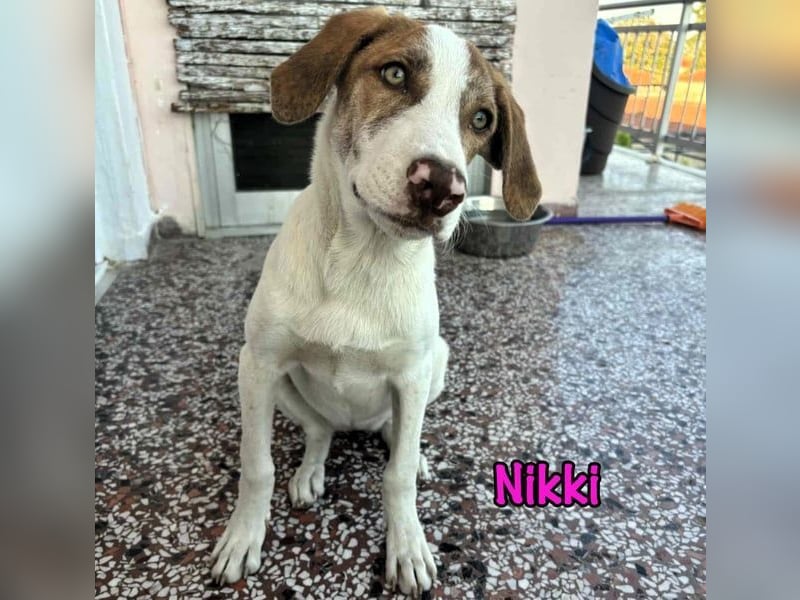 Nikki geb. 03/2025 (GRC) - verträgliche, süße und lernwillige Maus sucht ein Zuhause!