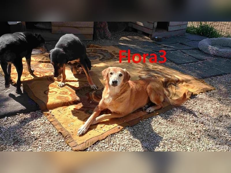 Flora3 geb. 06/2015 (GRC) - soziale Hundedame hat endlich etwas Liebe verdient!
